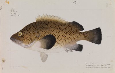 Östlicher Wirra, Acanthistius ocellatus von Arthur Bartholomew